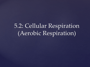 5.2: Cellular Respiration