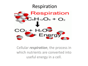 Respiration - Learning on the Loop