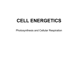cell energetics
