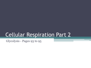 Cellular Respiration Part 2