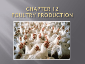 Chapter 12 Poultry Production