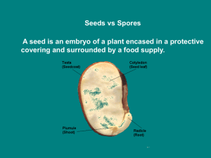 Seeds vs Spores ppt - Effingham County Schools