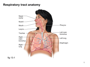 Respiratory tract anatomy