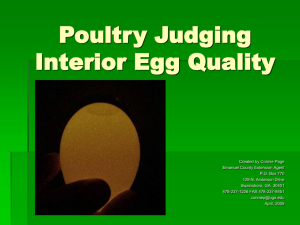 Poultry Judging Interior Egg Quality - Georgia 4-H