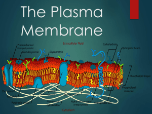 The Plasma Membrane