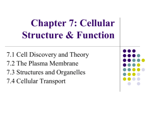 Chapter 7: Cellular Structure & Function