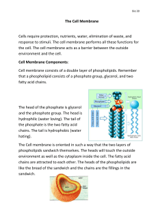 Cell Membrane - Varga