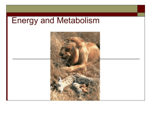 What Are Enzymes? - Warren County Schools