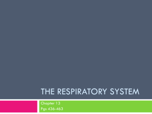 The Respiratory System - Maria Regina High School