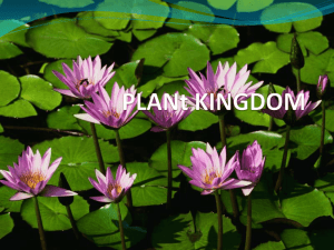 plant kingdom - 1ESO Natural Science