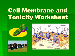 Cell Tonicity Powerpoint