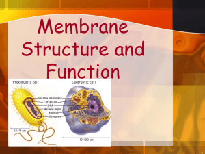 Cell Membranes - mr-youssef-mci