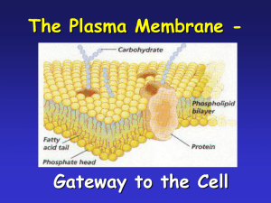 Plasma Membrane