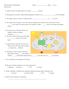 Photosynthesis and Respiration practice quiz