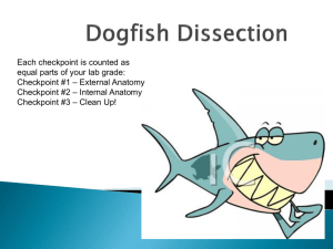Shark Dissection