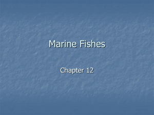 Marine Fishes Slideshow