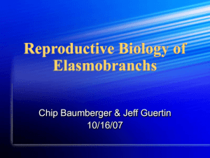 Reproductive Biology of Elasmobranchs