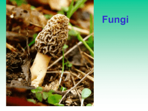 31 Fungi