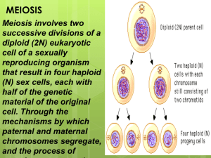 MEIOSIS Meiosis involves two successive divisions of a diploid (2N)