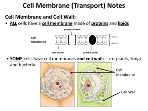Chapter 6 review notes on Cell Transport and Plant and Animal Cell
