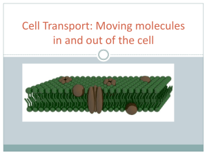 Cell Transport: Moving molecules in and out of the cell