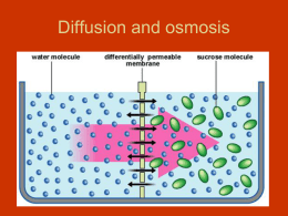 Osmosis and Tonicity Worksheet