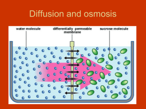 Diffusion and osmosis web