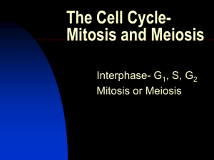 The Cell Cycle-Mitosis and Meiosis
