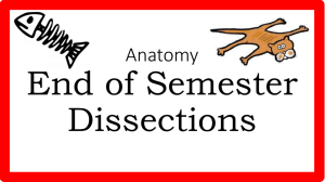 Anatomy End of Semester Dissections