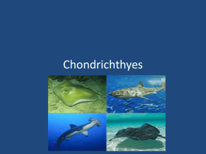 Chondrichthyes II