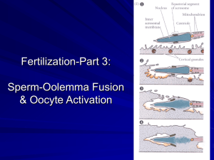 Oocyte Activation - Division Of Animal Sciences