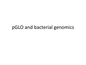 pGLO Bacterial Transformation