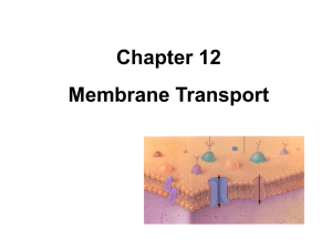 Chapter 12 - Membrane Transport . PPT - A