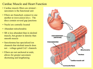 Cardiac structure and function