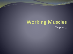 Working Muscles - Our eclass community