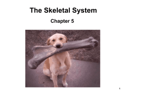 Ch 5 Skeletal
