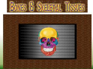 Bones & Skeletal Tissues