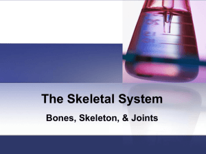 The Skeletal System