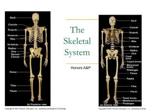 honors gen skeletal system