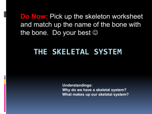 The Skeletal and muscular systems