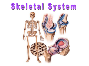 2011-12 Skeletal system power point cp