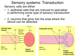 Visual system – Sensory transduction