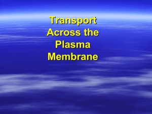 The Plasma Membrane IB Biology HL E. McIntyre