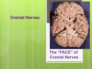 Cranial Nerves