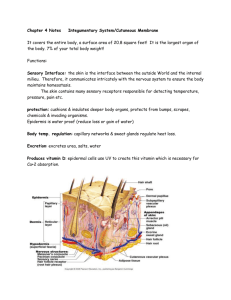 Chapter 4 Notes Integumentary System/Cutaneous Membrane It