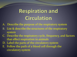 Follow the Circulatory System