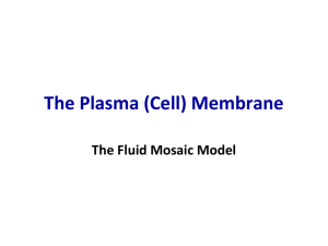 PlasmaMembrane