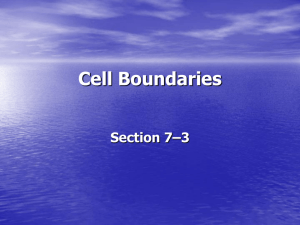 Cell Boundaries