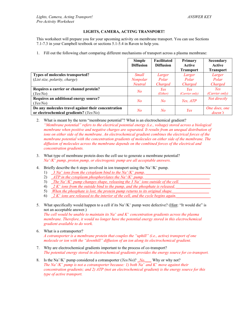 Active transport worksheet answers