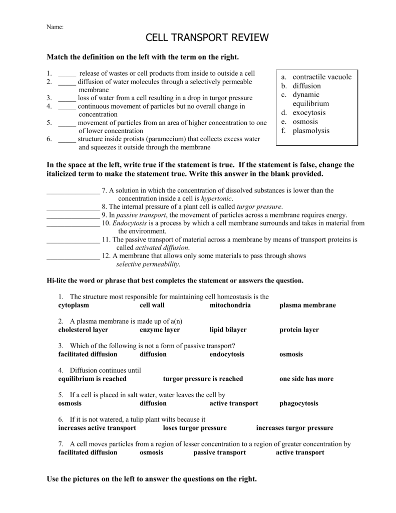 CELL TRANSPORT WORKSHEET With Regard To Cell Transport Worksheet Answers